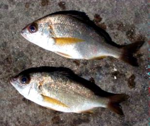 Pomadasys incisus_07